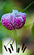 Oriental lily - Lillium speciosum
