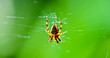 Spider hanging on web