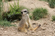 Erdmännchen