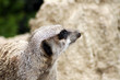 Erdmännchen