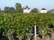 Bordeaux vineyard