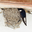 House Martin, Delichon urbica House Martin, Delichon urbica