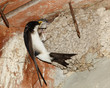 House Martin, Delichon urbica House Martin, Delichon urbica