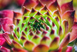 Sempervivum calcareum