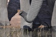 Elephant trunk and feet