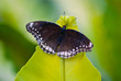 Butterfly macro