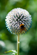 Bumblebee on globe daisy