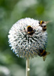 Three bumblebees on globe daisy