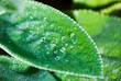 water drops on Lamb's ears