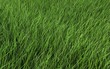 Green grass field