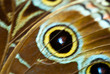 Butterfly wing detail