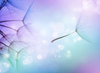 Beautiful Abstract flying Dandelion seeds Beautiful Abstract flying Dandelion seeds