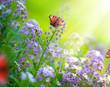 Butterflies on a flowers.