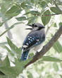 Blue Jay DSC_6244