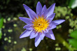 water lily