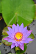 water lily