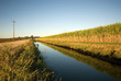 Sugar Cane Farm