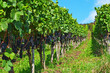 Blue grapes
