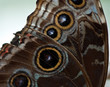 Butterfly wing detail
