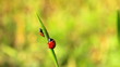 ladybirds