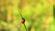 ladybirds