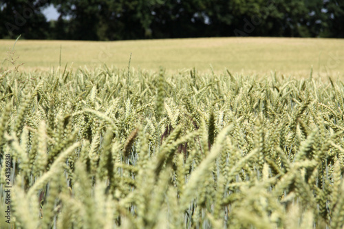 Foto: Weizenfeld im Sommer Weizenfeld im Sommer
