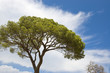 Green Italian pine against the sky.