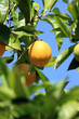 orange in tree