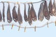 sun drying of fish