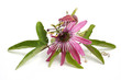 Passiflora Victoria