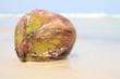Foto: grüne Kokosnuss am Strand grüne Kokosnuss am Strand