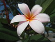 Frangipani