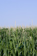 ilmax72_1065