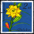 POLAND - CIRCA 1981 Cylindropuntia