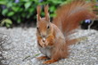 squirrel eating