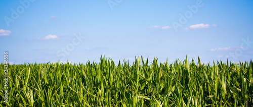 Foto: Maisfeld und blauer Himmel Maisfeld und blauer Himmel