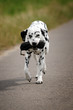 hund bringt beute