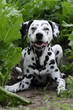 hund im feld