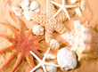 starfishes and shellfishes on sand background starfishes and shellfishes on sand background