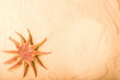 starfish on sand background starfish on sand background