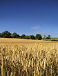 Ripe Wheat Field