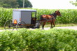 Amish carriage