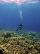 Woman Diving on top of the Reef