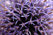 Distel