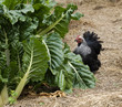 backyard self suffiiciency - organic gardening bantam hen
