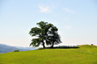 Baum auf einem Hügel