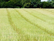 Champ et moisson Champ et moisson