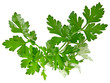 Parsley