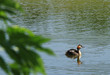 grebe