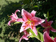 Foto: Lilien - rosa - Liliaceae Lilien - rosa - Liliaceae